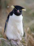 Rockhopper Penguin (Eudyptes Chrysocome Chrysocome), Falkland Islands, South America