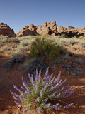 Buy Silvery Lupine (Lupinus Argenteus) With Red Rock Fins, Arches National Park, Utah at AllPosters.com