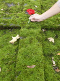 Buy All-Souls Day in a Graveyard, Paris, France, Europe at AllPosters.com