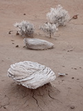 Buy Frosty Rocks and Sagebrush, Petrified Forest National Park, Arizona at AllPosters.com