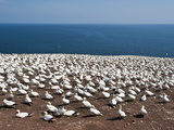 Northern Gannet Colony, Ile Bonaventure Offshore of Perce, Quebec, Canada, North America