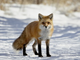 Red Fox (Vulpes Vulpes Or Vulpes Fulva) in the Snow, Prospect Park, Wheatridge, Colorado