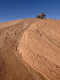 Tiny Juniper Atop a Red Sandstone Hill, Grand Staircase-Escalante National Monument, Utah, USA