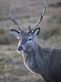 Red Deer Stag, Rannoch Moor, Near Fort William, Highland, Scotland, United Kingdom, Europe