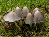 Inky Cap (Coprinopsis Atramentaria), Wasilla, Alaska, United States of America, North America