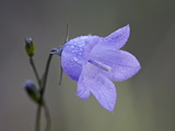 Buy Mountain Harebell (Campanula Lasiocarpa), Glacier National Park, Montana at AllPosters.com