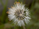 Buy Heartleaf Arnica (Arnica Cordifolia) Seed Cluster, Yellowstone National Park, Wyoming at AllPosters.com