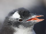 Gentoo Penguin Chick (Pygoscelis Papua Papua), Port Lockroy, Antarctic Peninsula