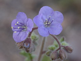 Buy Blue-Eyed Scorpion-Weed (Phacelia Distans), Organ Pipe Cactus National Monument, Arizona at AllPosters.com
