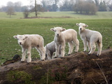 Lambs Playing on a Log in Stourhead Parkland, South Somerset, Somerset, England, United Kingdom