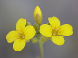 Buy Gordon's Bladderpod (Lesquerella Gordonii), Organ Pipe Cactus National Monument, Arizona at AllPosters.com