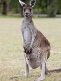 Western Gray Kangaroo (Macropus Fuliginosus) With Joey in Pouch, Yanchep National Park, Australia