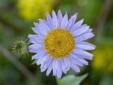 Buy Alpine Aster (Aster Alpigenus), Shoshone National Forest, Wyoming at AllPosters.com