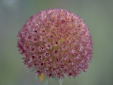 Buy Common Gaillardia Seedhead, Glacier National Park, Montana at AllPosters.com