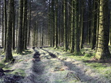 Forestry Commission Plantation, Sousons, Dartmoor, Devon, England, United Kingdom, Europe