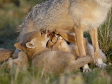 Swift Fox (Vulpes Velox) Kits Nursing, Pawnee National Grassland, Colorado, USA