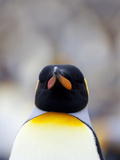 King Penguin (Aptenodytes Patagonicus), Gold Harbour, South Georgia, Antarctic, Polar Regions