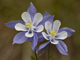 Buy Blue Columbine (Aquilegia Coerulea), Weston Pass, Pike and San Isabel National Forest, Colorado at AllPosters.com