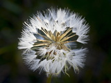 Buy Western Salsify (Goatsbeard) (Tragopogon Dubius) Seedhead, Glacier National Park, Montana at AllPosters.com