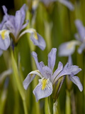 Buy Rocky Mountain Iris (Iris Missouriensis), Pike and San Isabel National Forest, Colorado at AllPosters.com