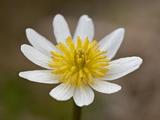 Buy Marsh Marigold (Elk's Lip) (Caltha Leptosepala), Shoshone National Forest, Wyoming at AllPosters.com