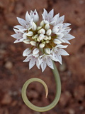 Buy Prairie Wild Onion (Allium Textile), Canyon Country, Utah, United States of America, North America at AllPosters.com