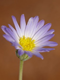 Buy Utah Daisy (Erigeron Utahensis), Canyon Country, Utah, United States of America, North America at AllPosters.com