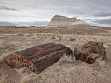 Petrified Wood and An Eroded Hill, Petrified Forest National Park, Arizona, USA