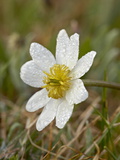 Buy Dew-Covered Marsh Marigold (Elk's Lip) (Caltha Leptosepala), Shoshone National Forest, Wyoming at AllPosters.com