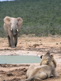 Male Lion (Panthera Leo), Addo National Park, Eastern Cape, South Africa, Africa