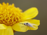 Buy Apolysis Fly on Stemless Woollybase (Hymenoxys Acaulis), Canyon Country, Utah at AllPosters.com