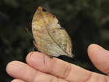 Buy Indian Leaf Butterfly (Kallima Paralekta) at AllPosters.com
