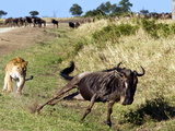 Female Lion (Panthera Leo) Hunting Wildebeest, Masai Mara National Reserve, Kenya, East Africa