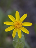 Buy Mountain Arnica (Arnica Montana), Shoshone National Forest, Wyoming at AllPosters.com