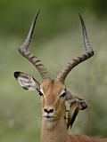 Male Impala (Aepyceros Melampus) With a Red-Billed Oxpecker, Kruger National Park, South Africa