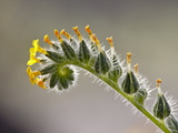 Buy Rancher's Fireweed, Organ Pipe Cactus National Monument, Arizona at AllPosters.com
