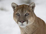 Mountain Lion (Cougar) (Felis Concolor) in Snow in Captivity, Near Bozeman, Montana