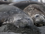 Southern Elephant Seal (Mirounga Leonina), Gold Harbour, South Georgia, Antarctic, Polar Regions