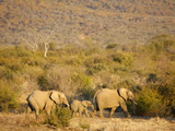 African Elephants, Madikwe Game Reserve, Madikwe, South Africa, Africa