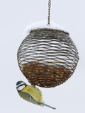 Buy Blue Tit on Feeder in Snow, United Kingdom, Europe at AllPosters.com