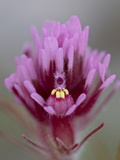 Buy Purple Owl's Clover, Organ Pipe Cactus National Monument, Arizona at AllPosters.com