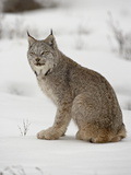 Canadian Lynx (Lynx Canadensis) in Snow in Captivity, Near Bozeman, Montana