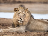 Male Lion (Panthera Leo), Addo National Park, Eastern Cape, South Africa, Africa