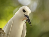 Buy Adult White Tern (Gygis Alba) With Squid in Its Beak, Lord Howe Island, New South Wales, Australia at AllPosters.com