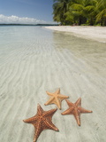 Starfish Beach, Bocas Del Drago, Isla Colon, Bocas Del Toro, Panama, Central America