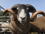 Blackface Rams in Sheep Pens at Upland Show, Falstone Border Shepherd Show, Northumberland, England
