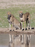 Cheetah (Aconinyx Jubatus), at Water, Kgalagadi Transfrontier Park, South Africa, Africa