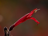 Buy Backlit Chuparosa Flower, Organ Pipe Cactus National Monument, Arizona at AllPosters.com