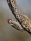Male Ladder-Backed Woodpecker (Picoides Scalaris), the Pond, Amado, Arizona, USA