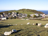 Grazing Sheep, Mortehoe, Devon, England, United Kingdom, Europe